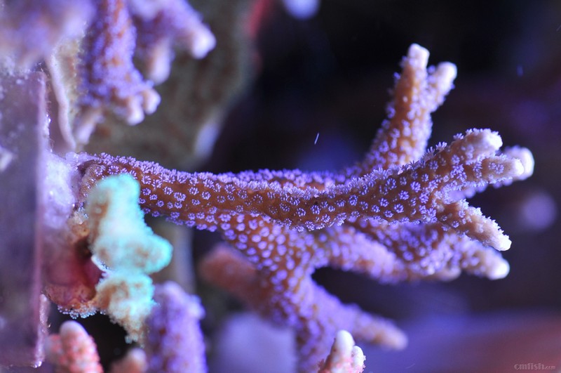 麦穗 各种断支 rey 发布时间: 2018-4-23 00:07 正文摘要:  我的珊瑚