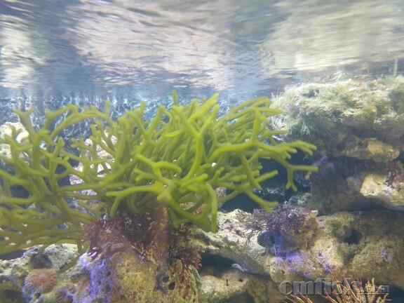 海边野采的,是鹿角藻吗,像海带的感觉.