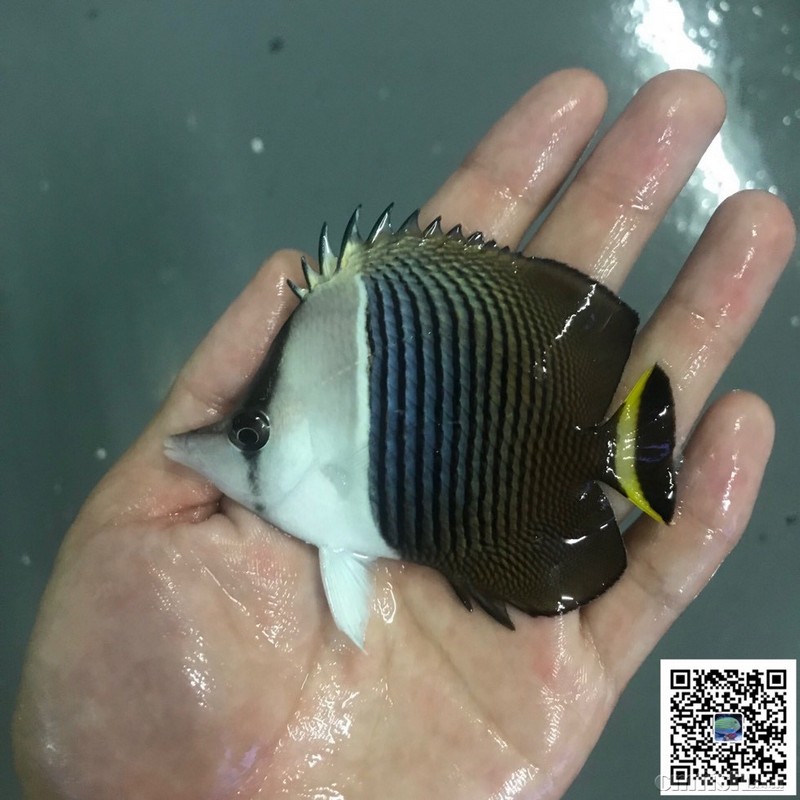 广州珊海汇水族20180425到货红海骑士紫吊阿拉伯紫月