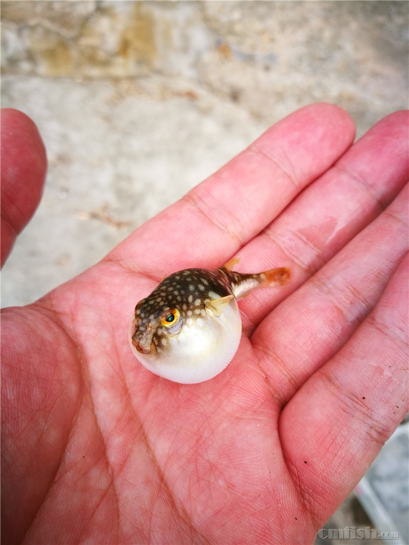 河豚一上来就鼓起来了