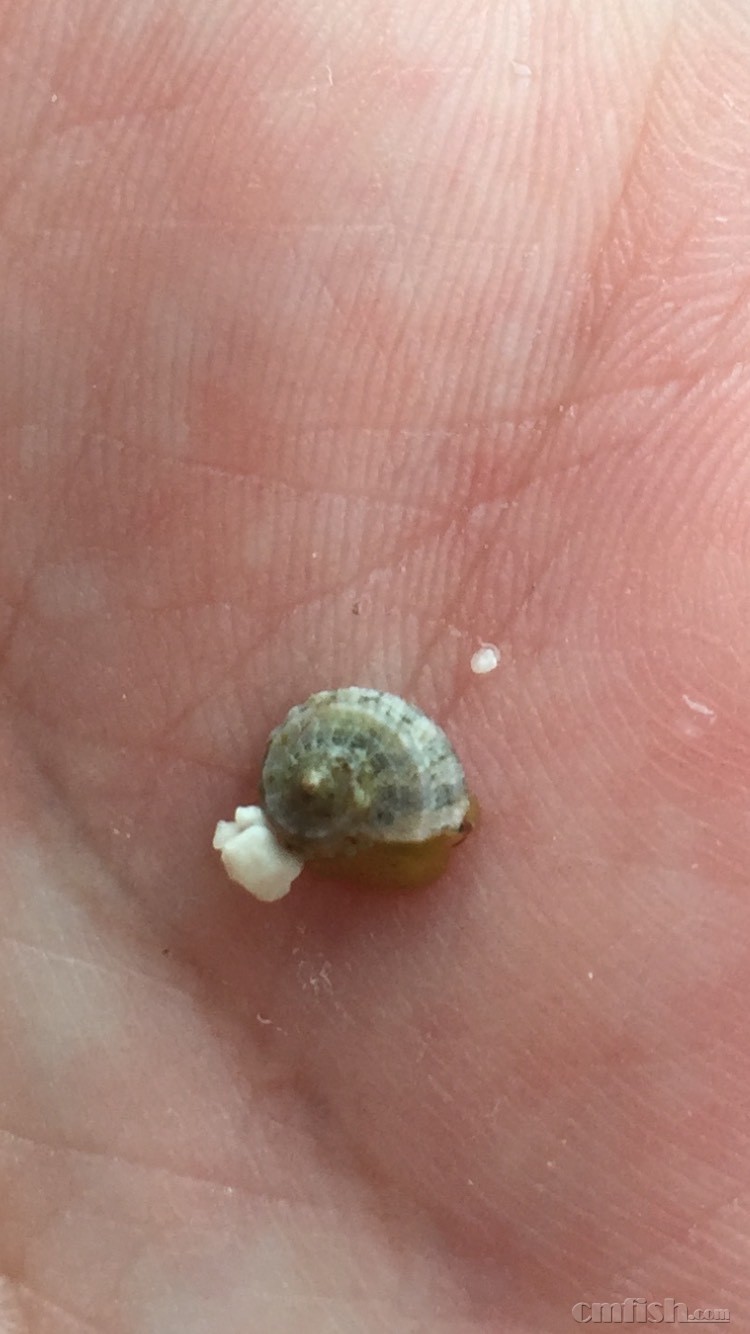 这个是蜒螺还是塔螺?