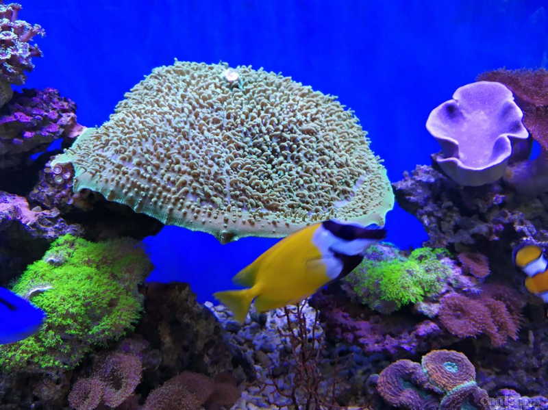 象耳会吃鱼吗 - lps珊瑚及软体 - 海友论坛 - powered by discuz!