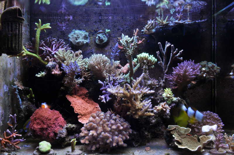 rey的60*40*40背滤sps缸(18年5月13日更新)