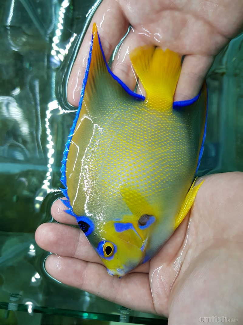 梦幻夏威夷渔场红海紫吊低至350元!