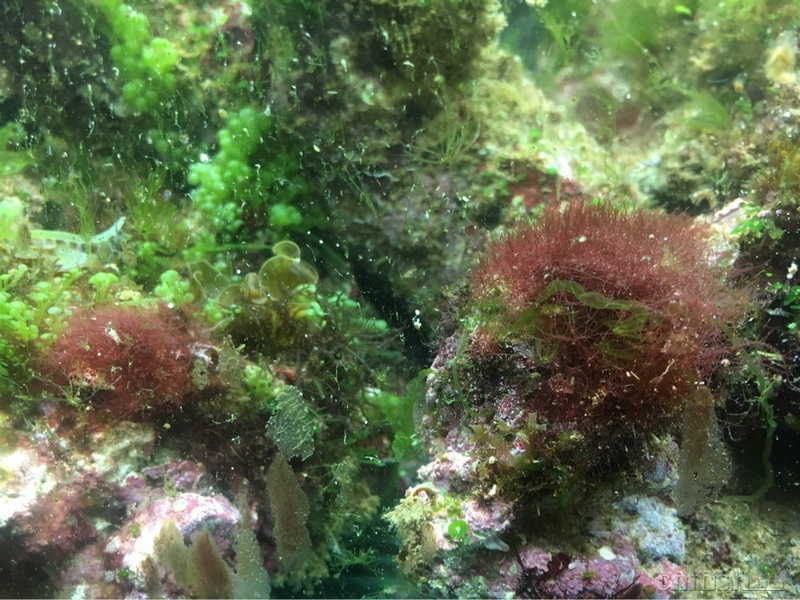 请问,这些红色的藻是红泥吗?