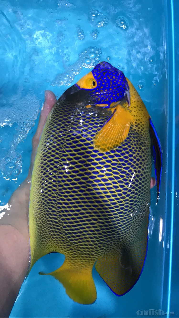 05.17到货印尼鱼!免费送盐福利活动已经启动了!