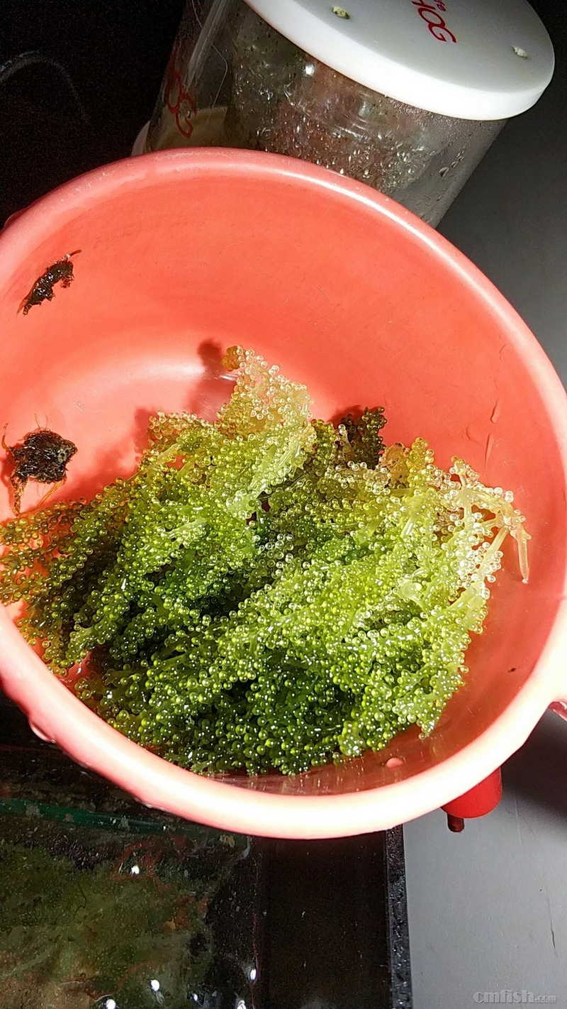 佛山免费送绿葡萄藻