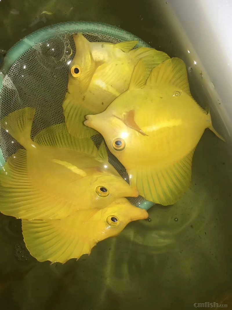 69 广州海峰水族-专业海水鱼珊瑚批发 69 5月19日黄金吊,鬼王