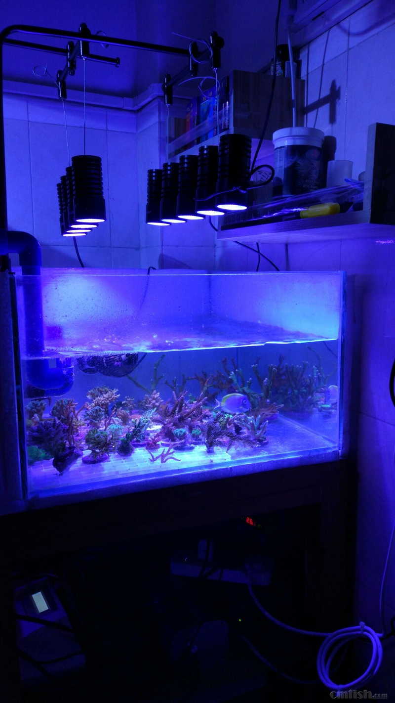 ��֦���������⼸�ε�һ������û��ʲô���ⷢɫ������