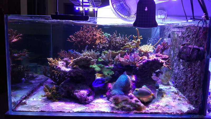 �����Ǽ����������Ļ�ʯ�ǵ׸�������ι��������