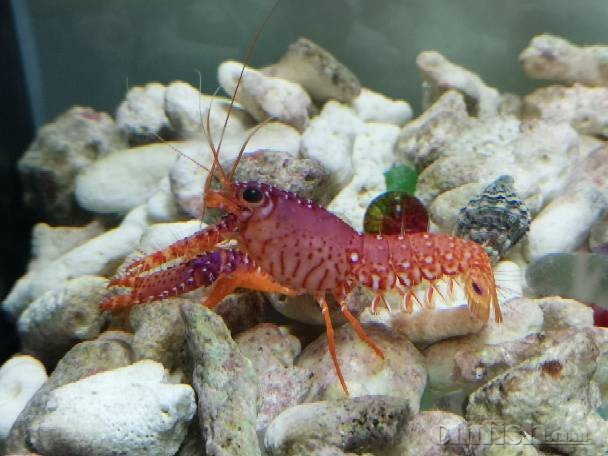 出只紫光虾,40块,西城区西单君太后面自取