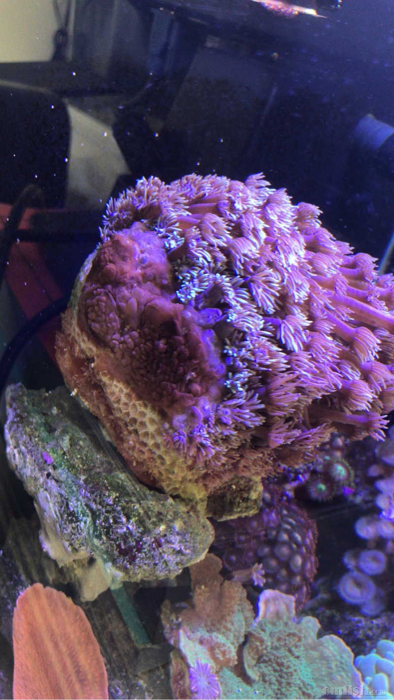 请教各位大神,我的宝石花珊瑚一侧像融化了