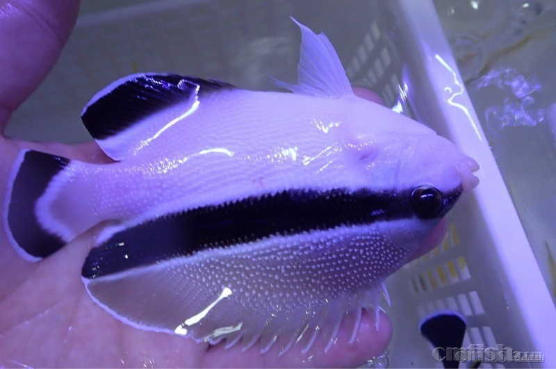 梦幻夏威夷渔场贼仙黄金吊金眼吊超大量到货