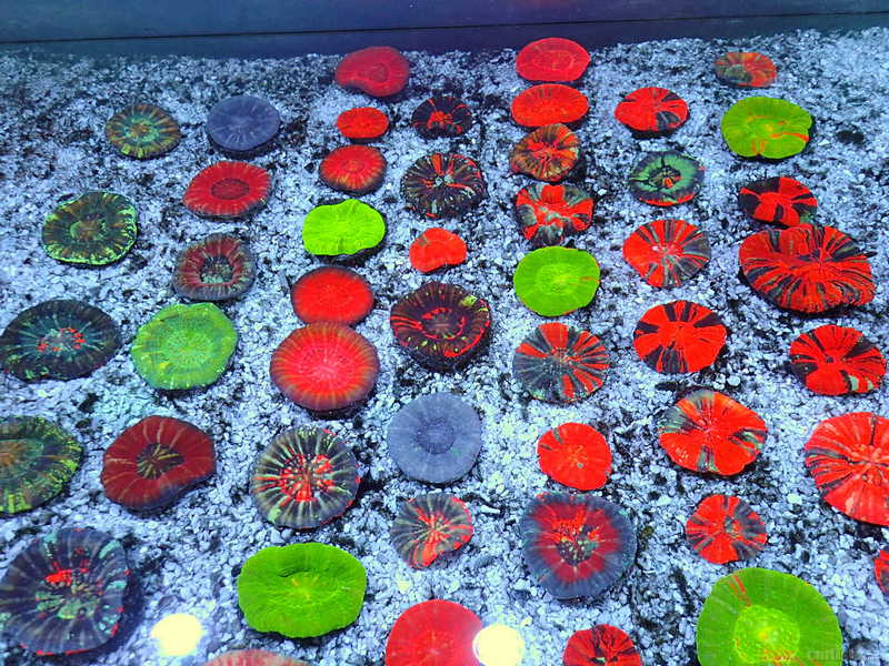 海湾水族为迎接新货腾地澳洲甜甜圈288起888封顶附几张大图供参考详情