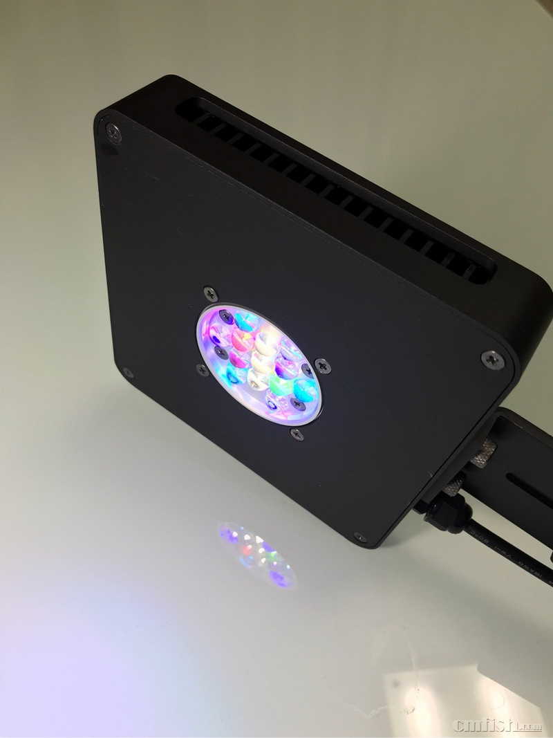 diy xr珊瑚灯 ai珊瑚灯 正式开卖了