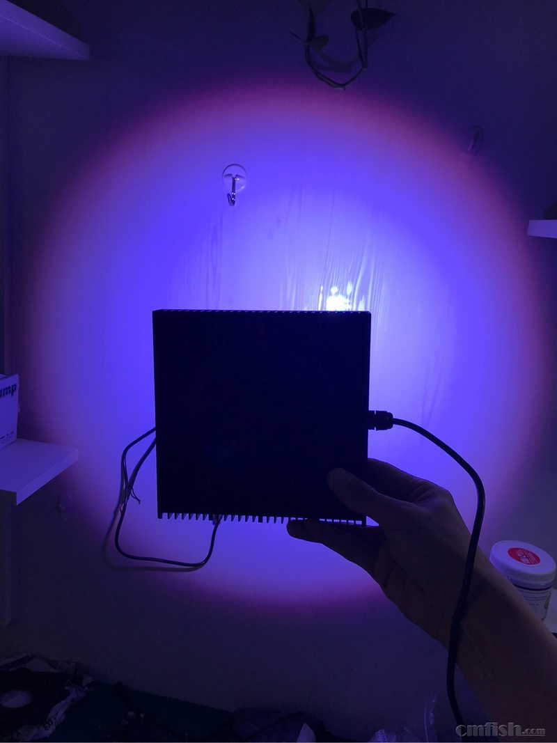 diy xr珊瑚灯 ai珊瑚灯 正式开卖了