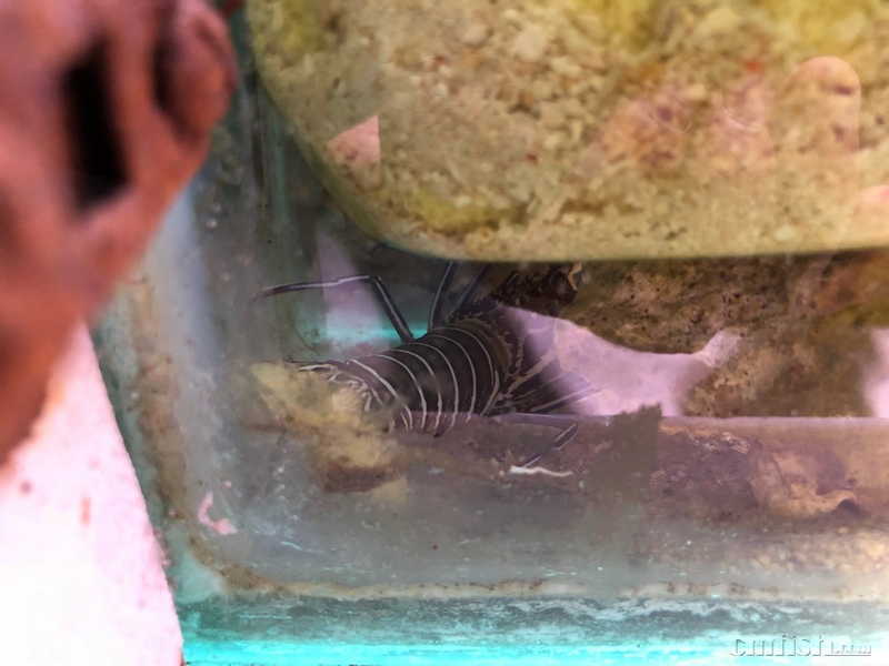 出个白须龙虾.不发快递