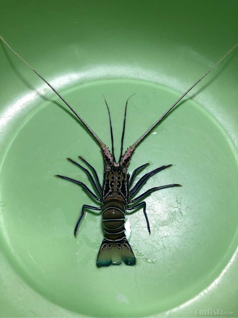 出个白须龙虾.不发快递