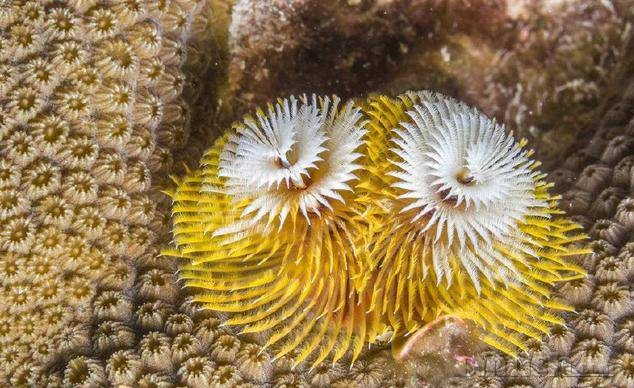 寻找大羽毛管虫