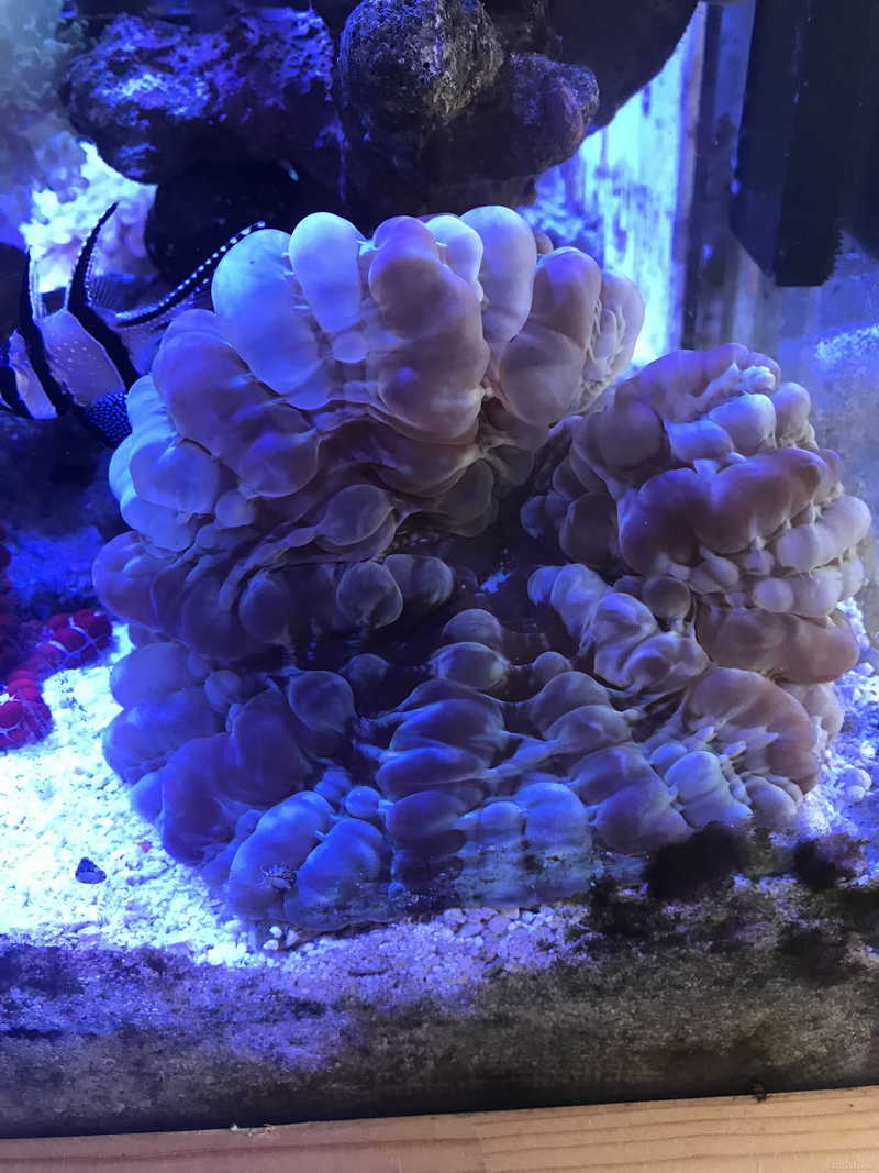 深圳宝安出珊瑚鱼