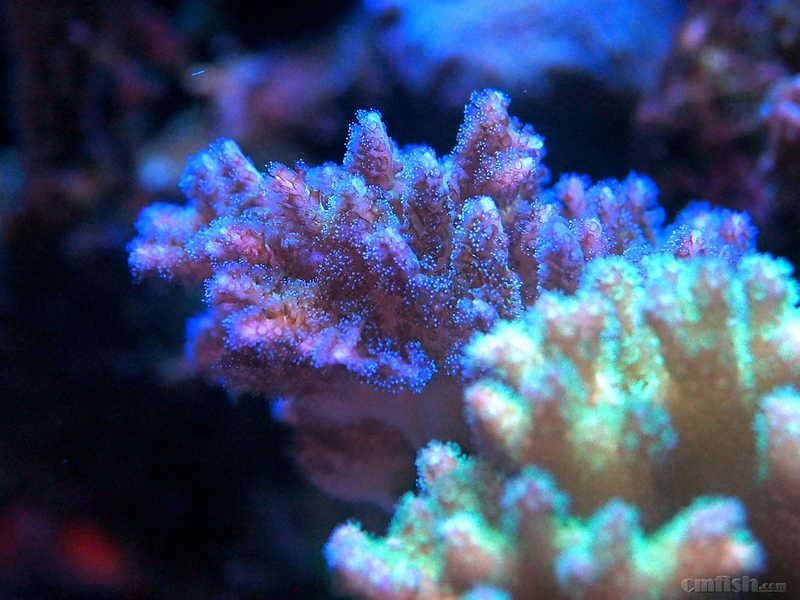P5270558_����.jpg