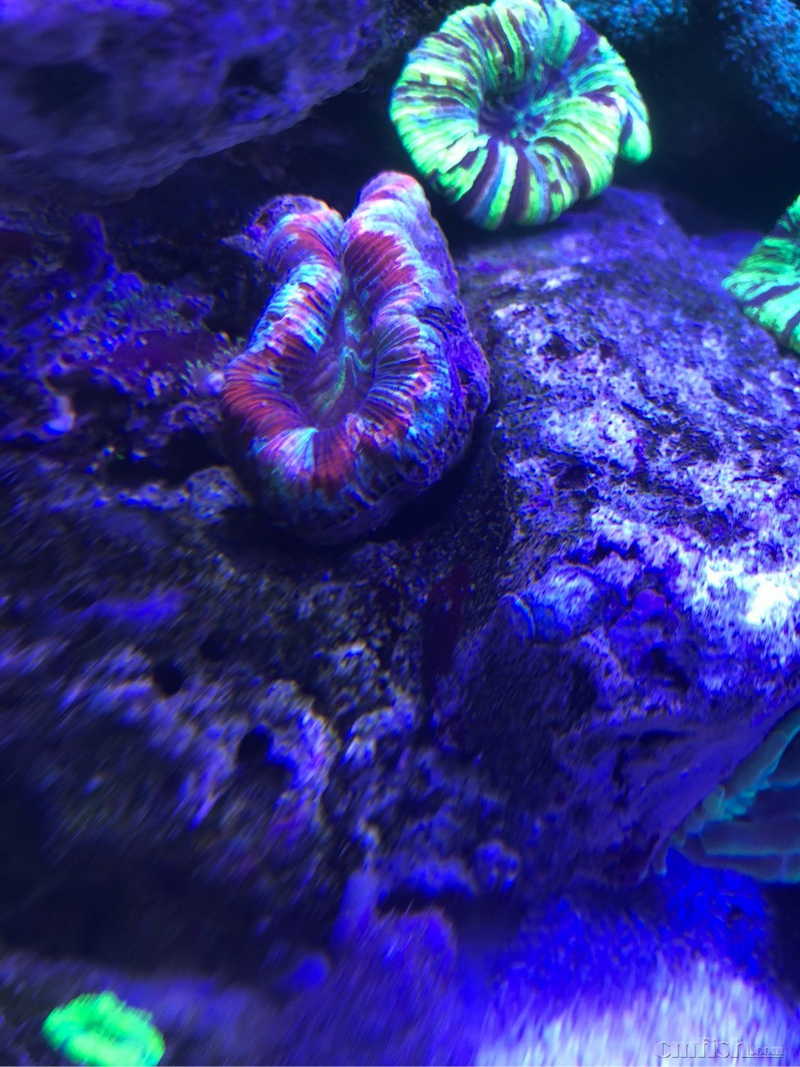 请问八字脑脱骨好能养回来么