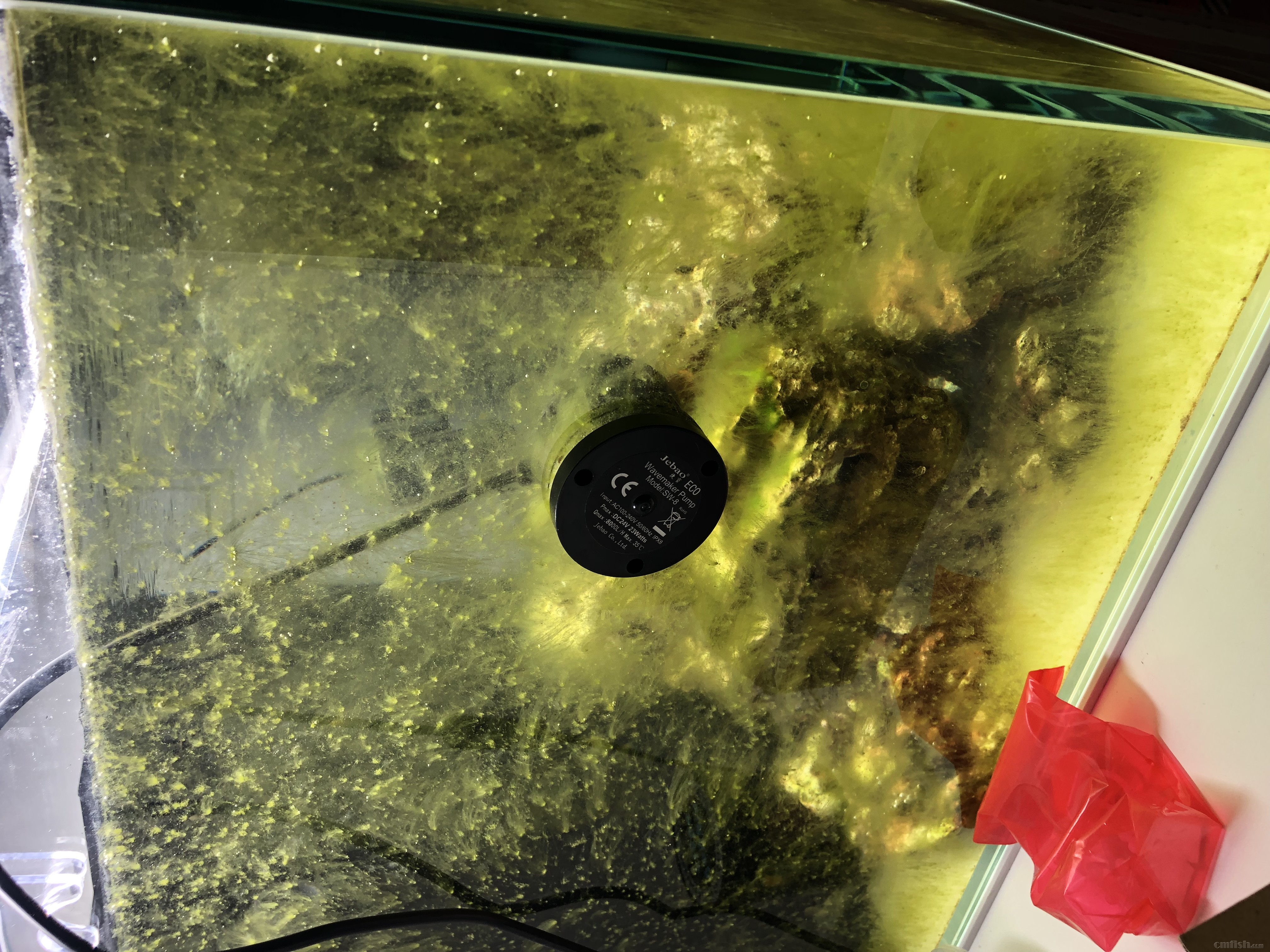 新手,新缸爆藻中