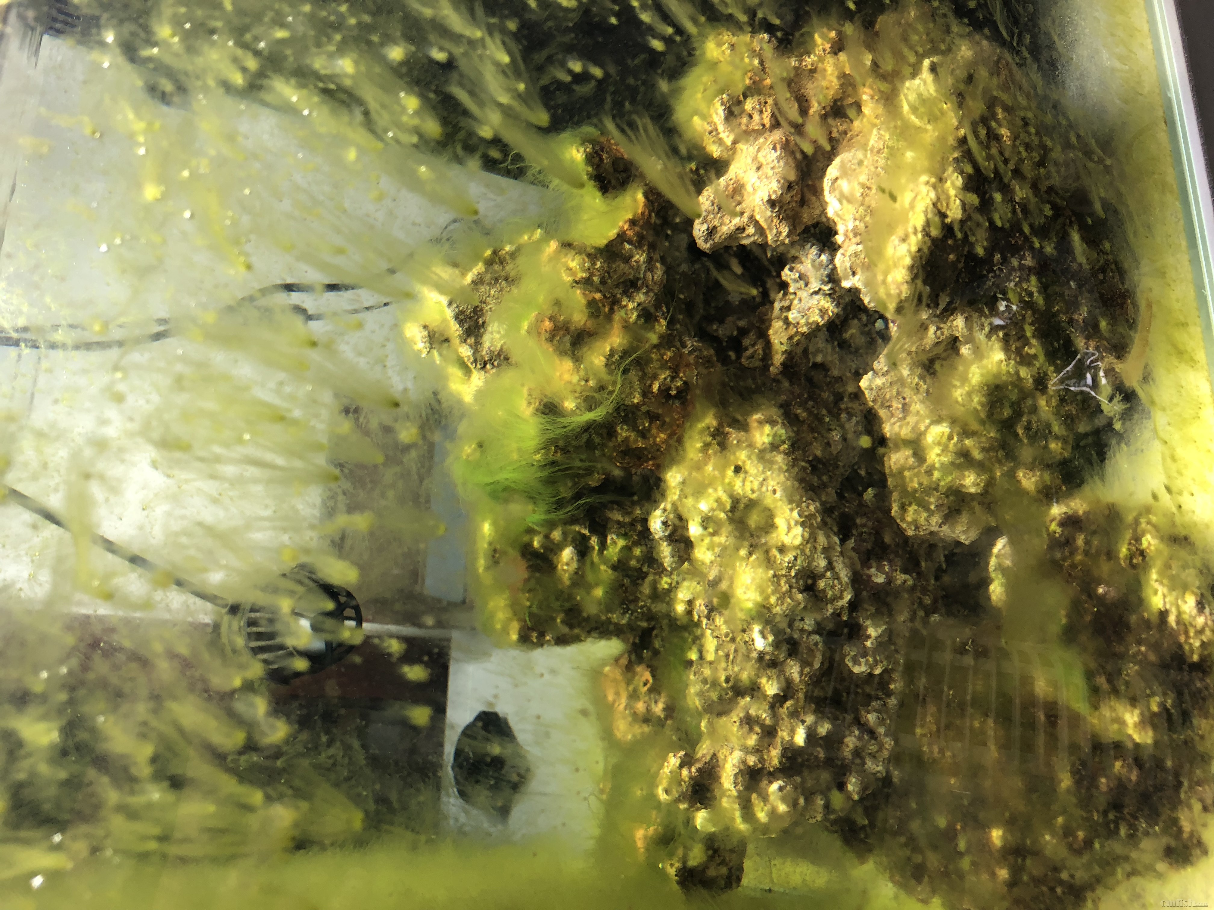 新手,新缸爆藻中… - 初学者-beginners - cmf海友论坛 - powered by