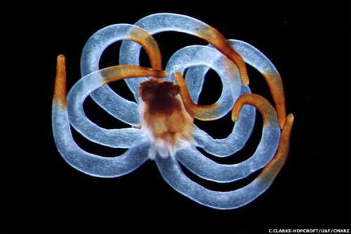 我们讨论海缸的微生物,你知道大海有哪些微生物吗?