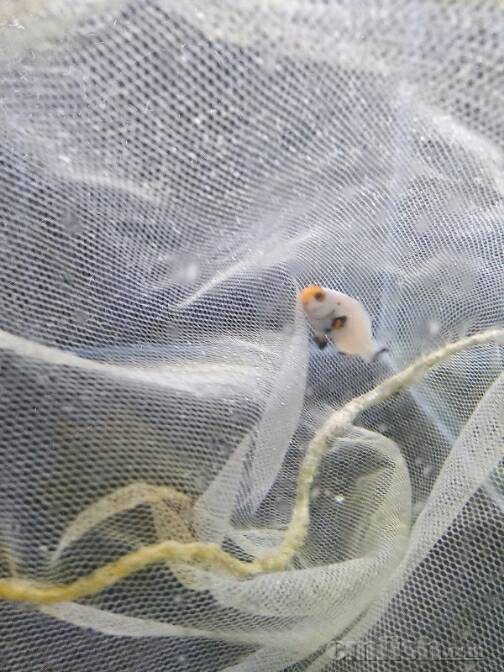 送一条人工繁殖白金小丑鱼 健康秒颗粒