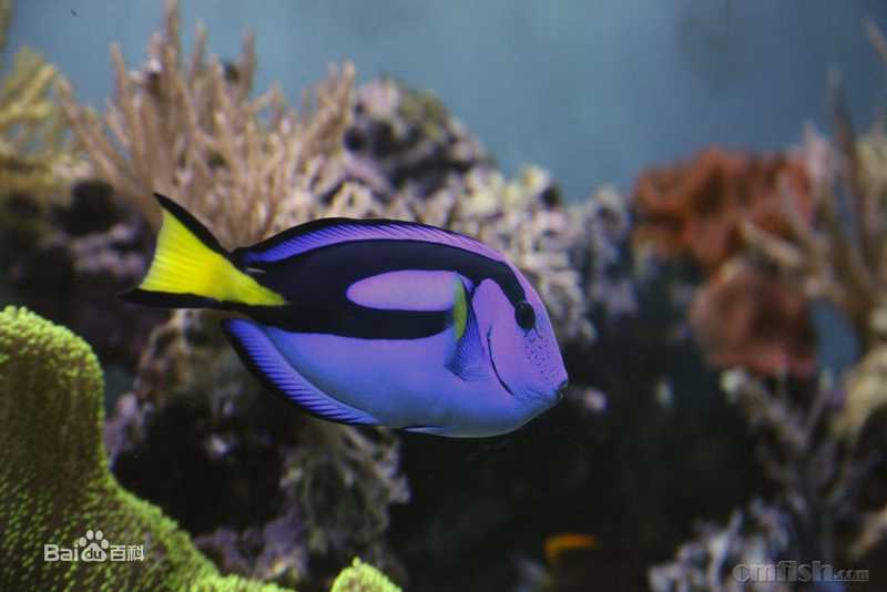 朝阳区出11cm肥硕蓝吊老鱼,300自提