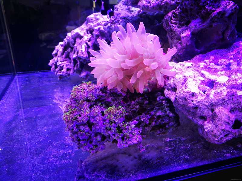 三条神仙,因为它们吃我的奶嘴 自此篮圈和虎纹仙开始对珊瑚们各种肆虐