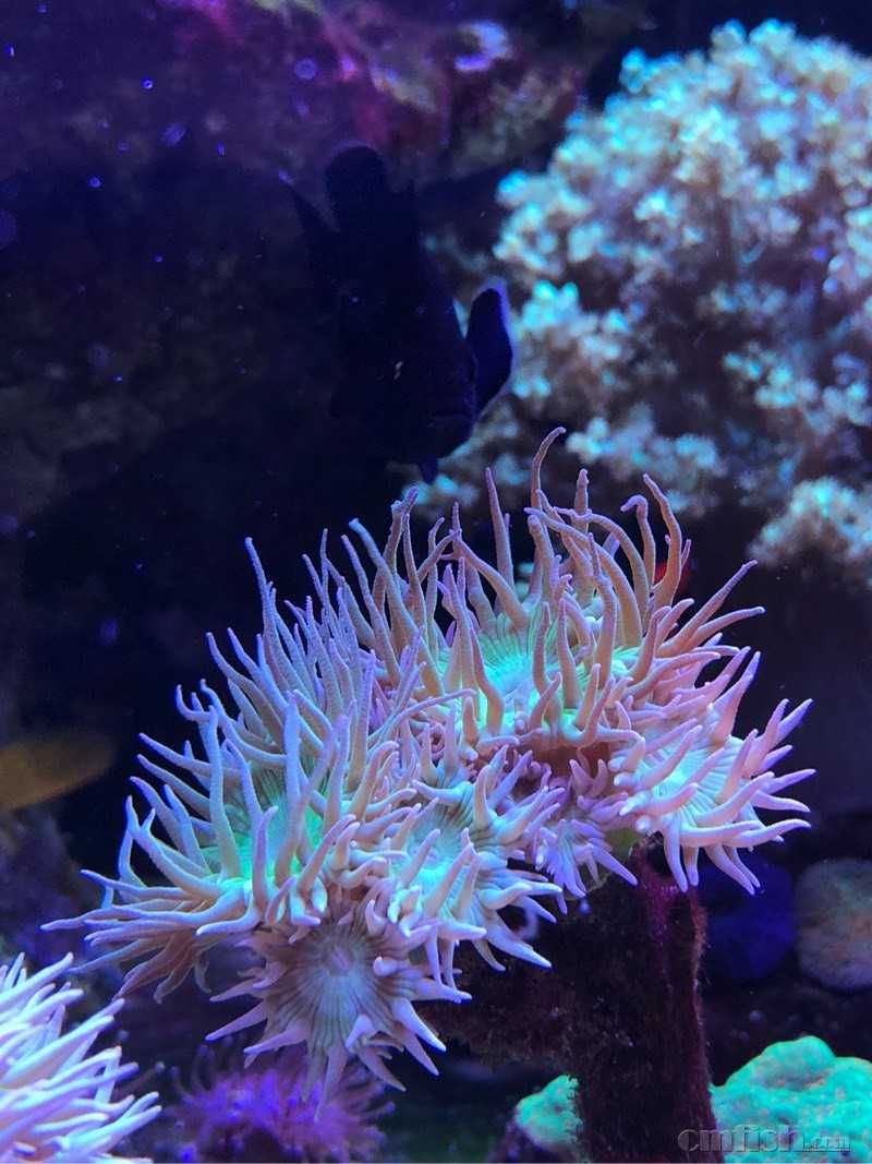 出灯琴(已出) - 北京地区 - cmf海友论坛 - powered by discuz!