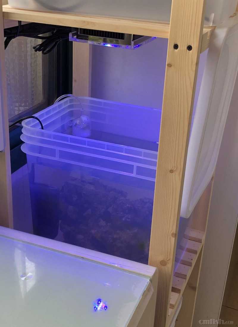 xm-fish日出日落珊瑚灯a1 60w灯评测