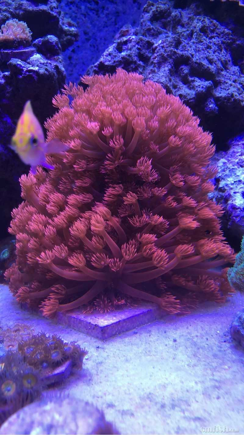 有没有比这个更大的红单,求见识一下 - lps珊瑚及软体 - cmf海友论坛