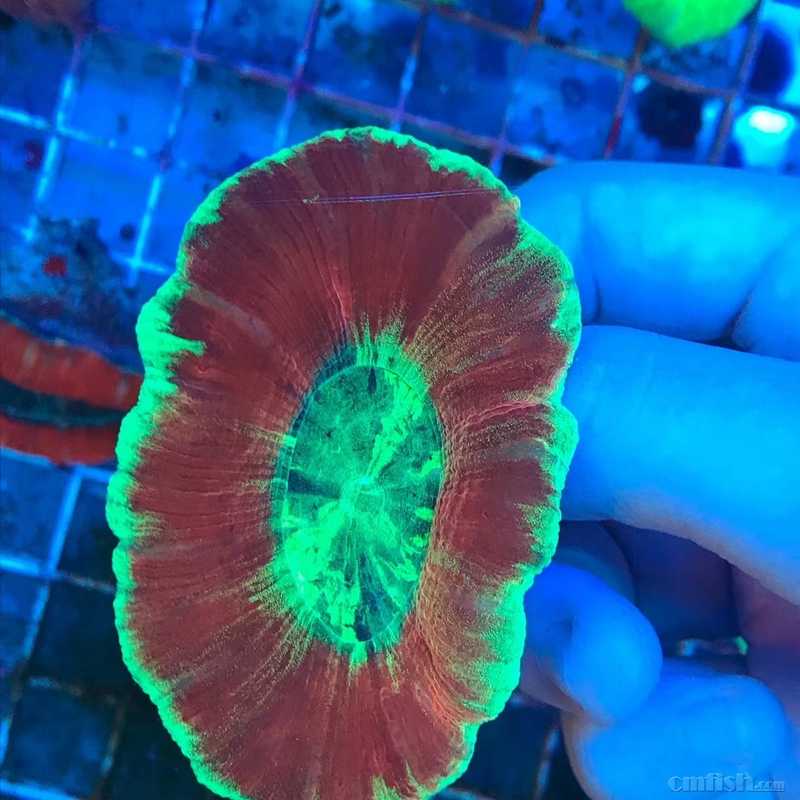 6月11日明天周一野生调色盘和沙巴极品珊瑚大量到货!