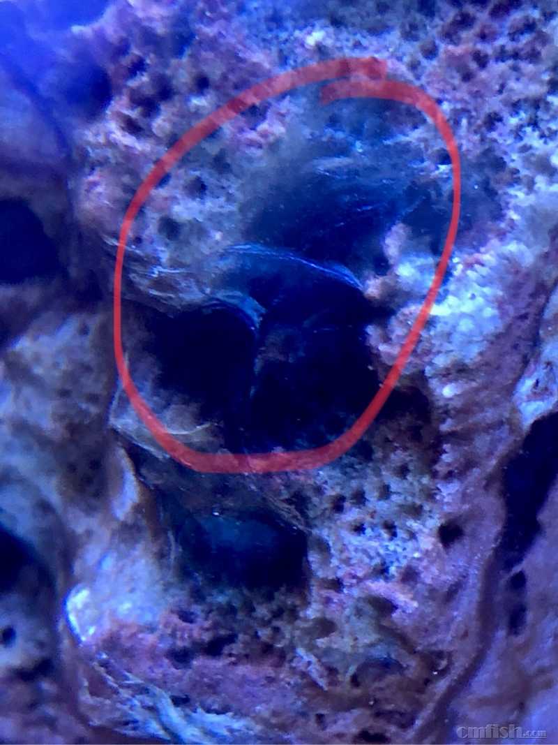 请问这是菌膜吗?