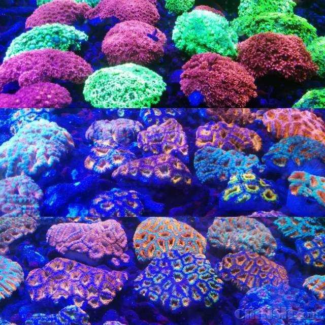 珊瑚 Amazon | [大倉珊瑚店] 深海珊瑚 ブローチ ピンク サンゴ さんご