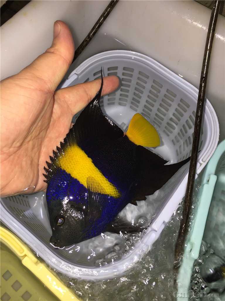 6月15日今天周五巴东公子小丑,全黑背心小丑, 各种吊类大量现货!