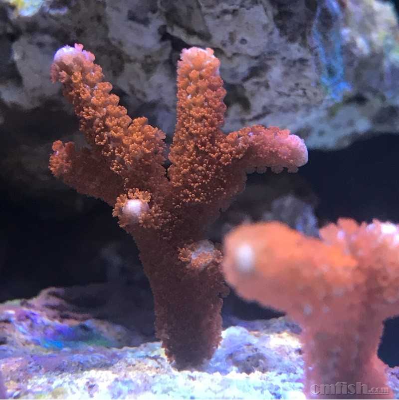 叠瓦瓦片均不开花 - sps珊瑚讨论 - cmf海友论坛 - powered by discuz