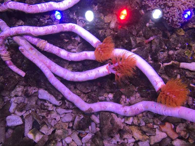 超艳红硬管虫 特大.jpg