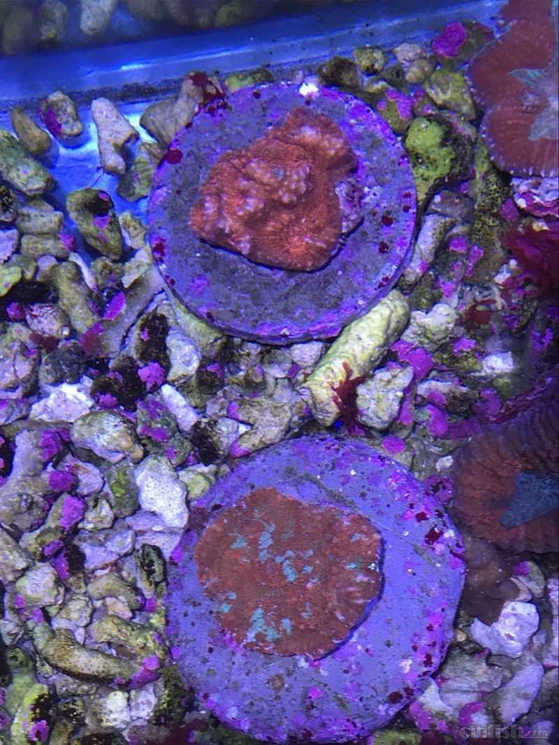 73鑫源美 印尼精品珊瑚