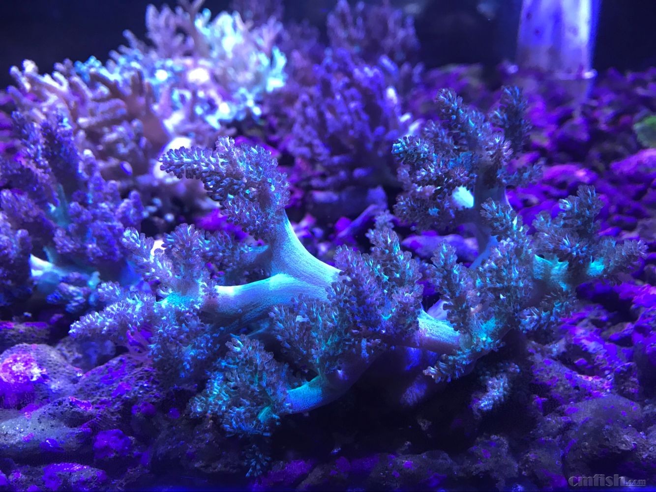 73鑫源美 印尼精品珊瑚