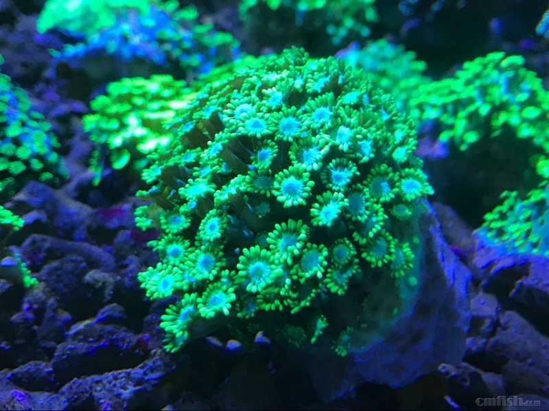 73鑫源美 印尼精品珊瑚