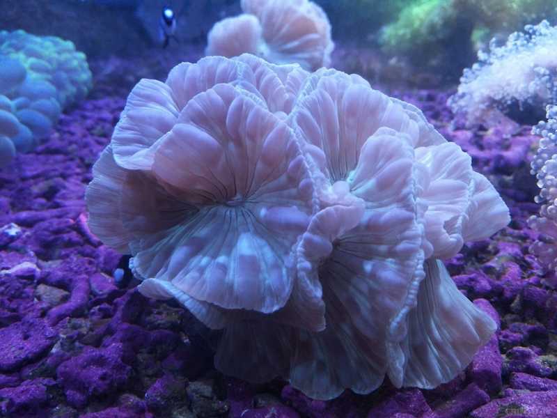 73鑫源美 印尼精品珊瑚