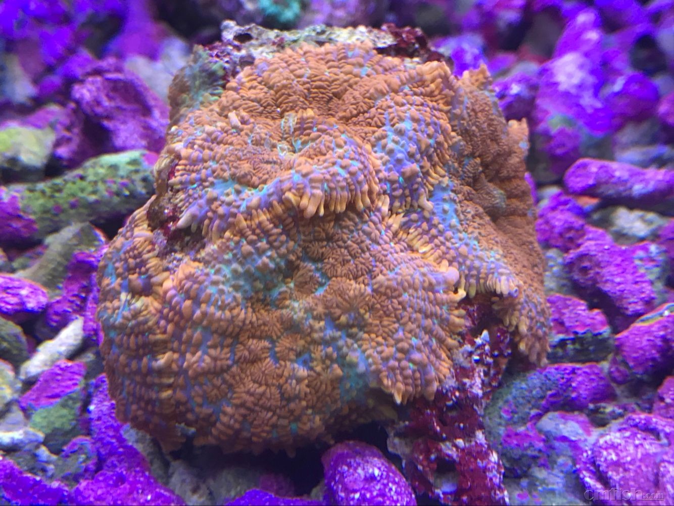 ♥鑫源美 印尼精品珊瑚 - 青岛鑫源美水族海水鱼批发 - cmf海友论坛