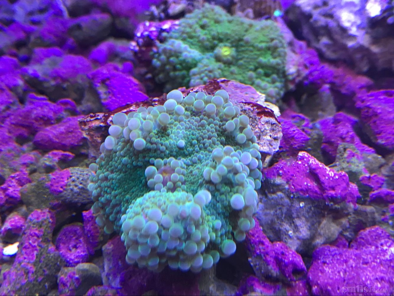 73鑫源美 印尼精品珊瑚