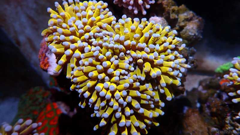 广州 出一个澳洲金火柴(3头)状态佳,颜色亮,1600