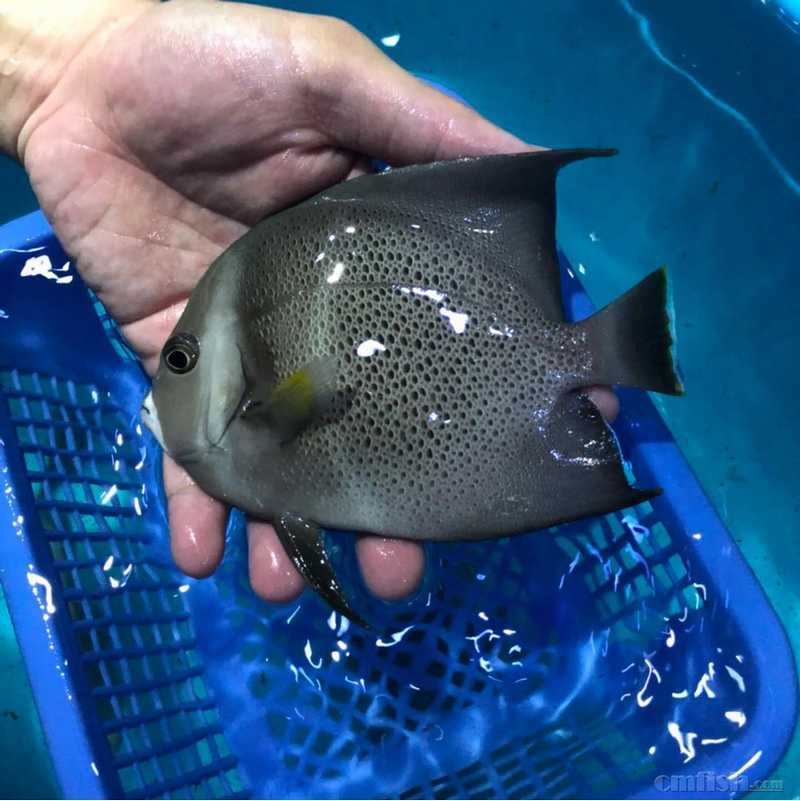 美国大仙 中小型鸡心吊 - 广州扬媚水族-精品sps 海水鱼 批发零售