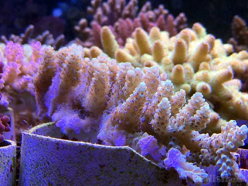 硬骨软体特价中 需要加微信